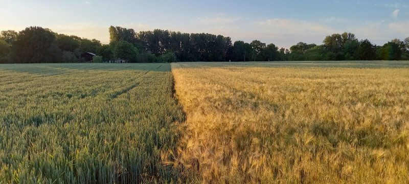 DONNERY. Juin. La rencontre de deux céréales baignées de la lumière du soir. LOLA et MALO